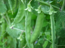 Load image into Gallery viewer, Dwarf Grey Sugar Snow Pea
