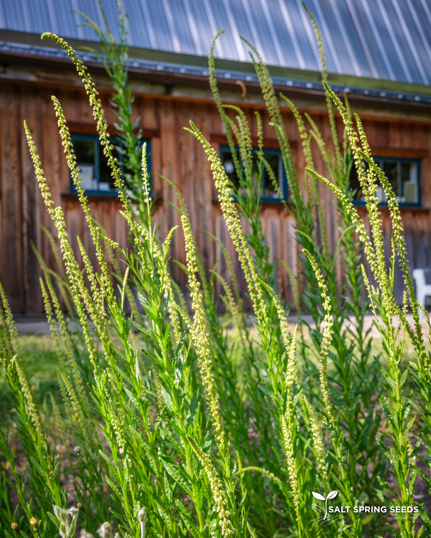 weld plant seeds Dyer's Weld Seeds, Organic & Heirloom