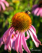 Load image into Gallery viewer, Echinacea Purpurea Seeds
