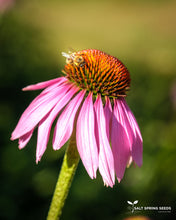 Load image into Gallery viewer, Echinacea Purpurea Seeds
