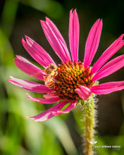 Load image into Gallery viewer, Tennessee Coneflower
