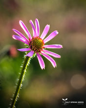 Load image into Gallery viewer, Tennessee Coneflower
