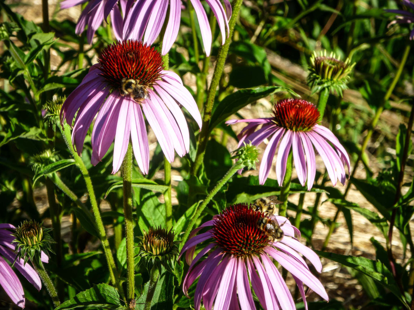 echinacea laevigata seeds Echinacea Purpurea Seeds - Organic & Heirloom