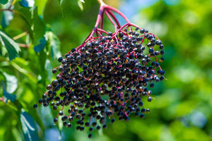 NEW! Tincture: Elderberry (Sambucus nigra) - 50ml