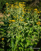 Load image into Gallery viewer, Elecampane (Inula helenium Asteraceae)
