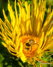 Load image into Gallery viewer, Elecampane (Inula helenium Asteraceae)
