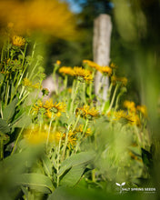 Load image into Gallery viewer, Elecampane (Inula helenium Asteraceae)
