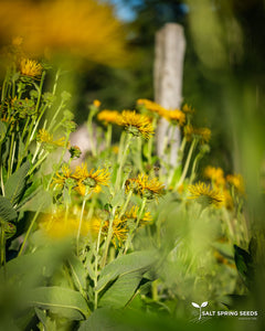 Elecampane (Inula helenium Asteraceae)