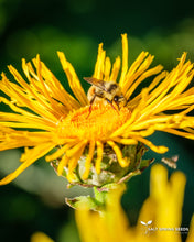 Load image into Gallery viewer, Elecampane (Inula helenium Asteraceae)
