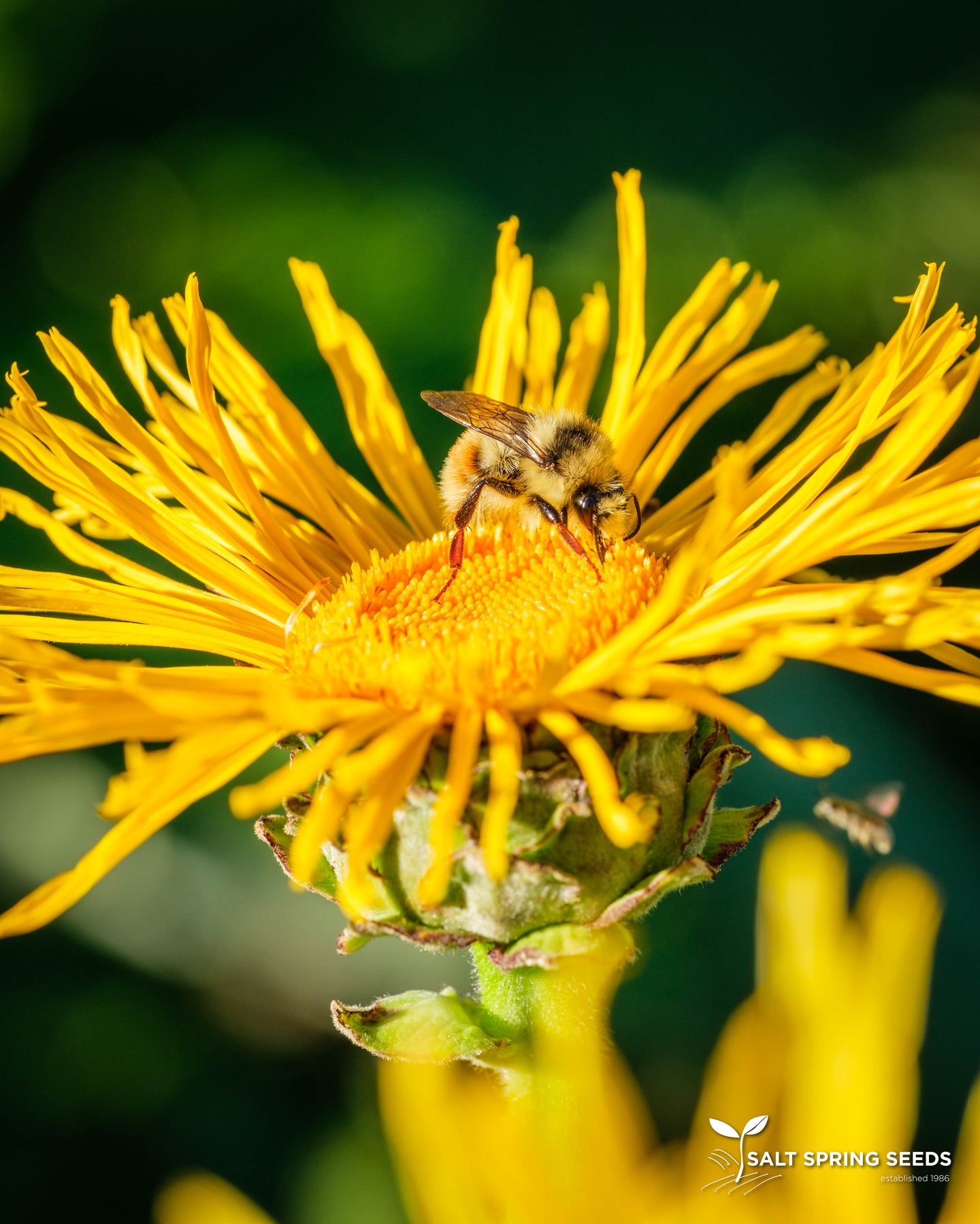 Elecampane (Inula helenium Asteraceae)
