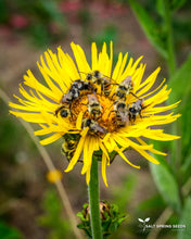 Load image into Gallery viewer, Elecampane (Inula helenium Asteraceae)
