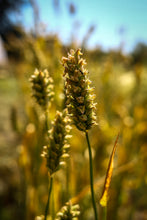 Load image into Gallery viewer, Faust Barley
