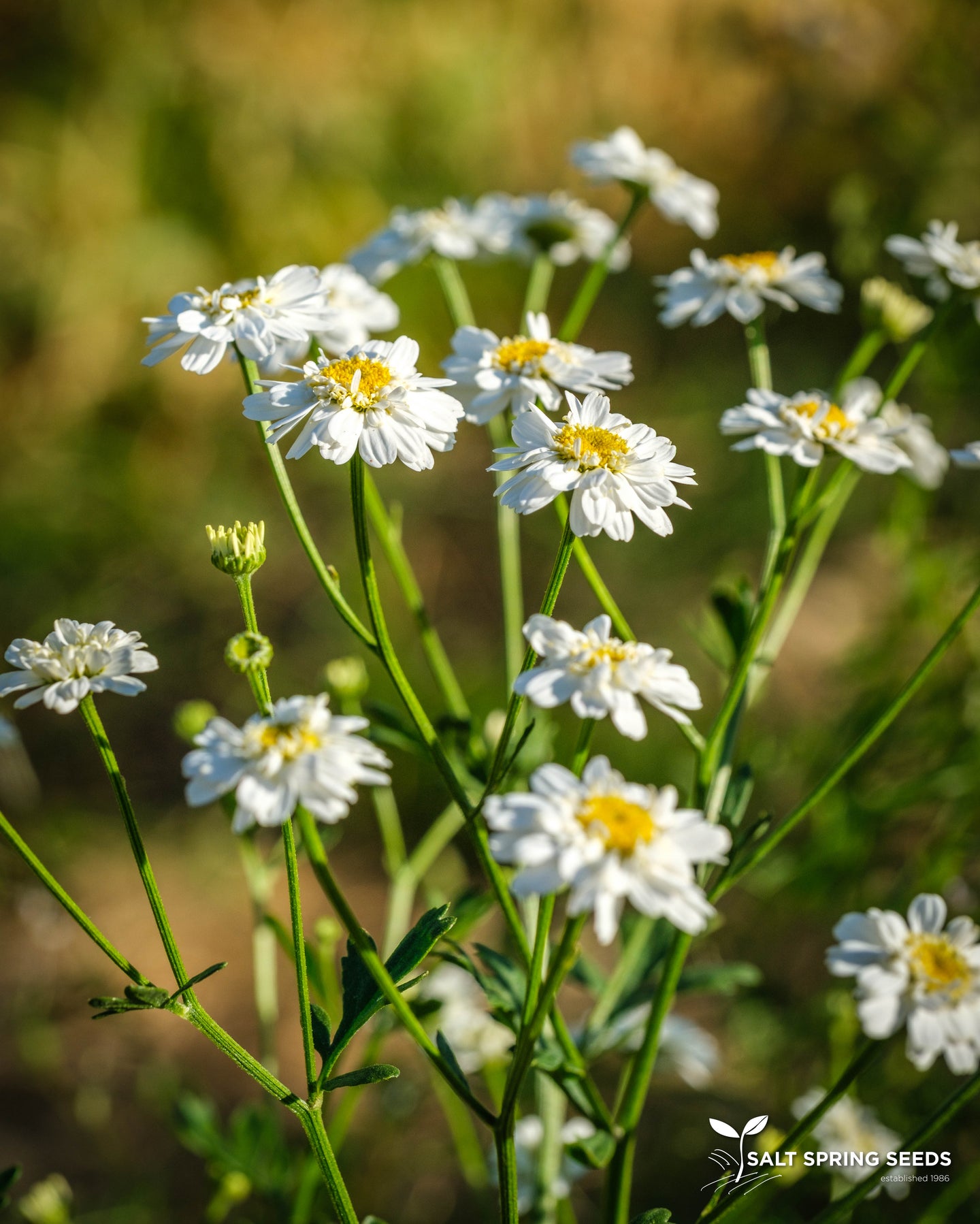 Feverfew
