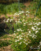 Load image into Gallery viewer, Feverfew
