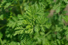 Load image into Gallery viewer, Tincture: Sweet Annie/Qing hao (Artemisia annua Asteraceae) - 50ml
