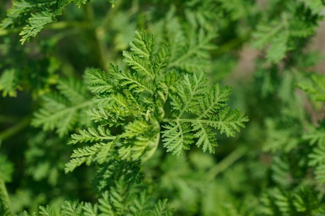 Sweet Annie /Qing hao (Artemisia annua Asteraceae) Fresh Leaf & Seed Tincture