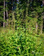 Figwort Seeds
