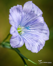 Load image into Gallery viewer, Golden Flax
