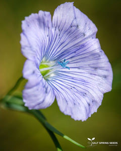 Golden Flax