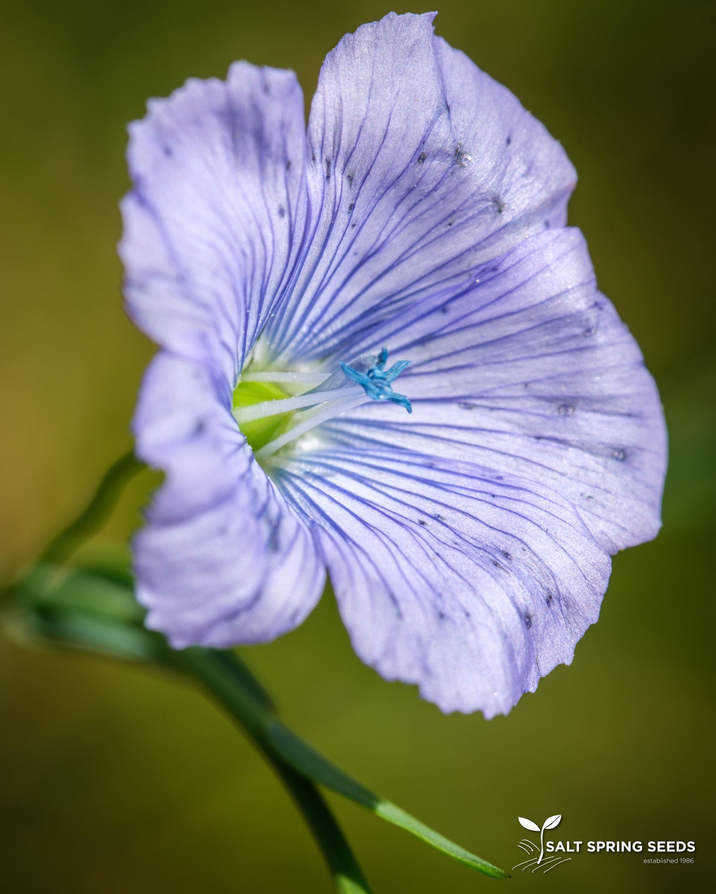 Golden Flax