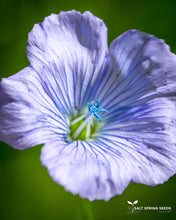 Load image into Gallery viewer, Golden Flax
