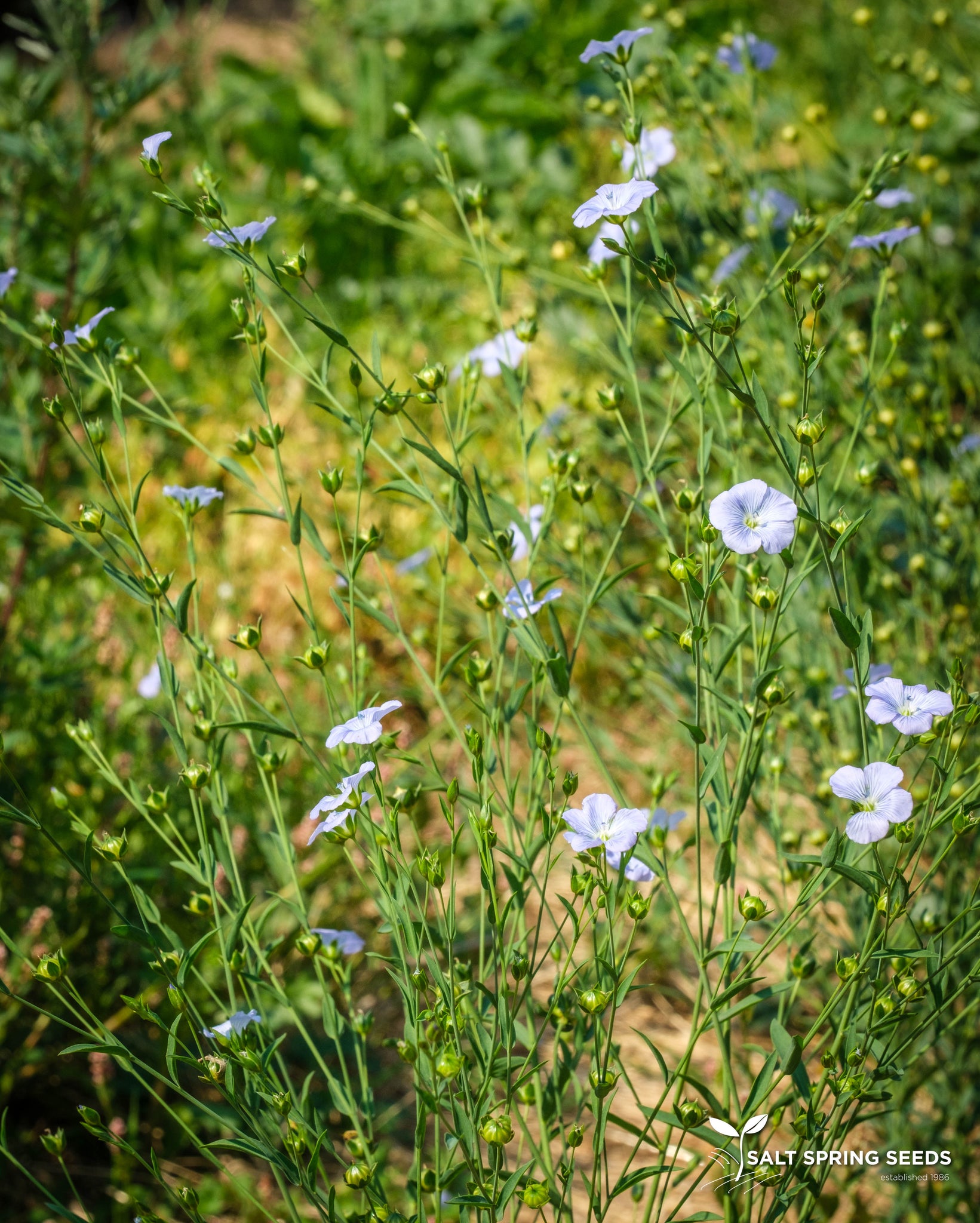 images of flax seeds plant Golden Flax Seeds, Organic & Heirloom