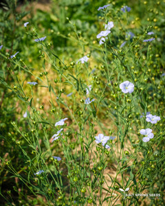 Golden Flax
