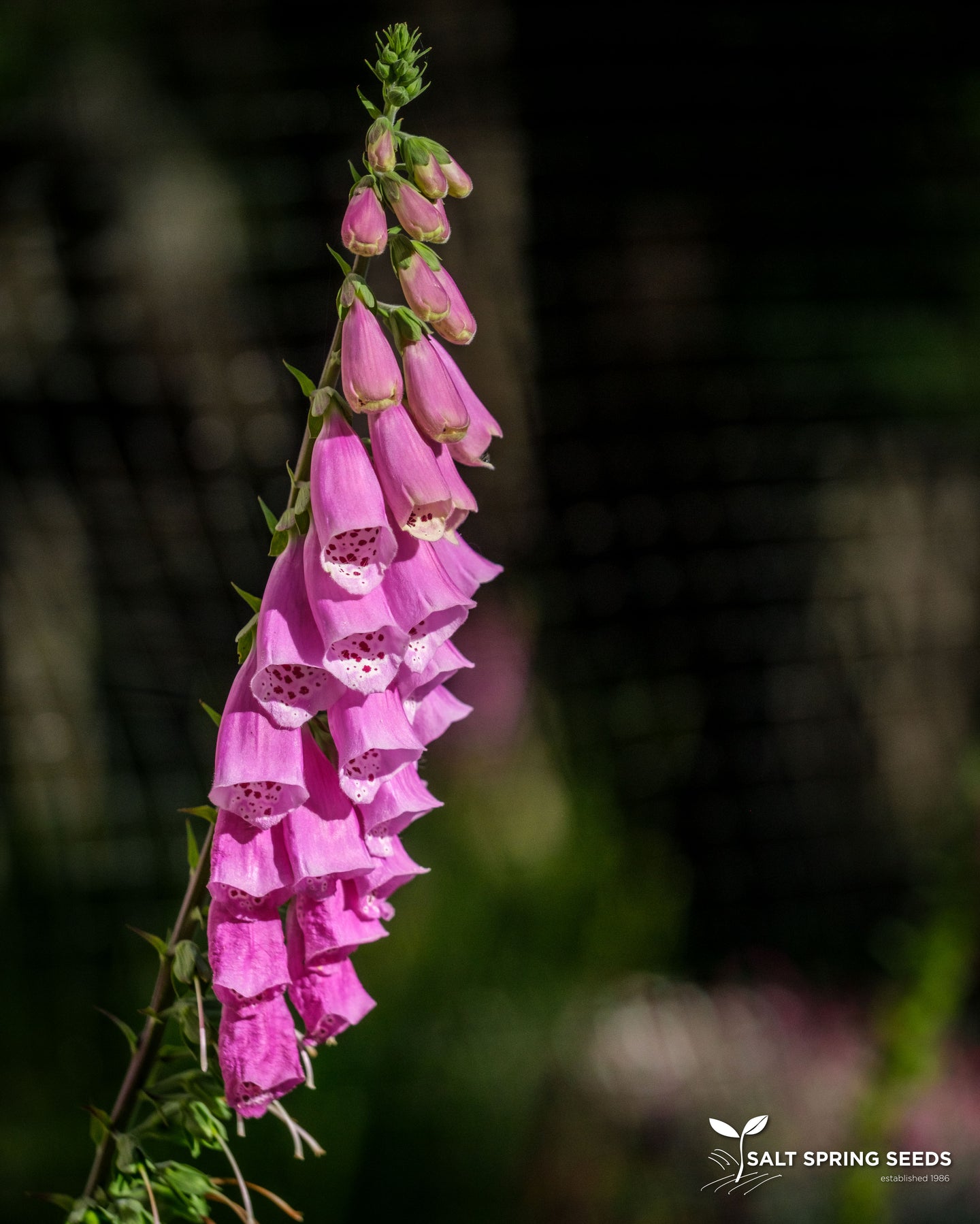 Foxglove Mix