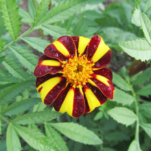Load image into Gallery viewer, Pinwheel Marigold (Tagetes patula)
