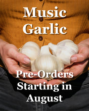 Load image into Gallery viewer, Music Seed Garlic Bulbs
