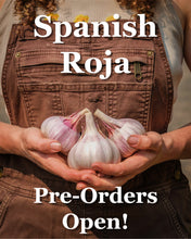 Load image into Gallery viewer, Spanish Roja Seed Garlic Bulbs
