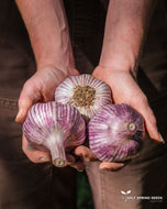 Early Portuguese Seed Garlic Bulbs