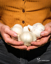 Load image into Gallery viewer, Music Garlic
