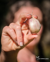 Load image into Gallery viewer, Music Garlic
