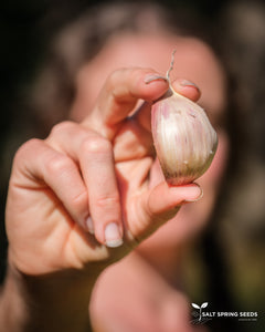 Music Garlic