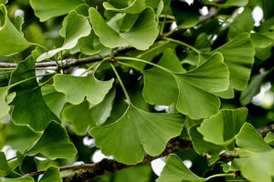 Tincture: Ginkgo (Ginkgo biloba) - 50ml