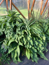 Load image into Gallery viewer, Greek Mullein (Verbascum olympicum)
