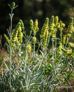 Greek Mountain Tea (Sideritis syriaca)