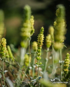 Greek Mountain Tea (Sideritis syriaca)