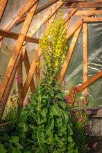 Load image into Gallery viewer, Greek Mullein (Verbascum olympicum)
