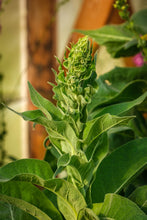Load image into Gallery viewer, Greek Mullein (Verbascum olympicum)
