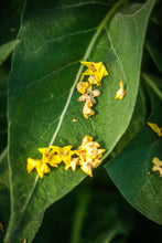 Load image into Gallery viewer, Greek Mullein (Verbascum olympicum)
