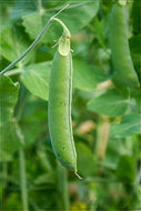 Green Arrow Shelling Pea Seeds