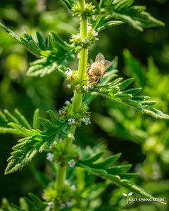 Gypsywort (Lycopus europeans)