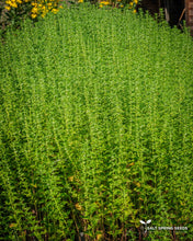 Load image into Gallery viewer, Gypsywort (Lycopus europeans)

