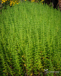 Gypsywort (Lycopus europeans)