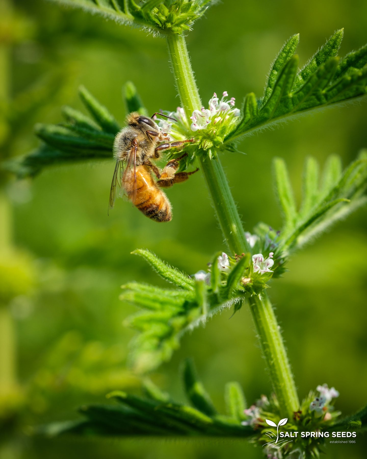 Gypsywort (Lycopus europeans)