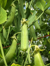 Load image into Gallery viewer, Harry Burton's Shelling Pea

