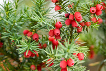 Load image into Gallery viewer, Tincture: Hawthorn Berry (Crataegus spp.) - 50ml
