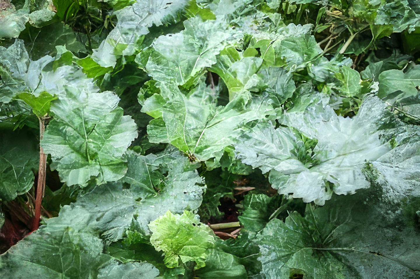 Himalayan Rhubarb Seeds, Organic & Heirloom - Canada